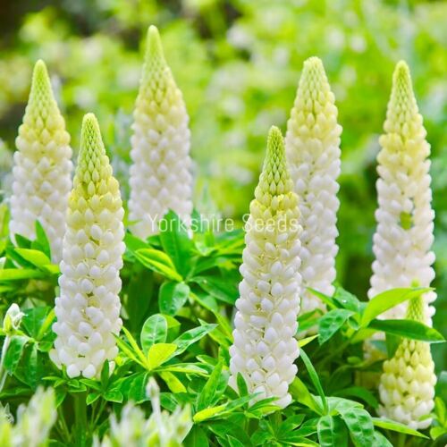 Lupin Russell Noble Maiden 40x seeds - Flower