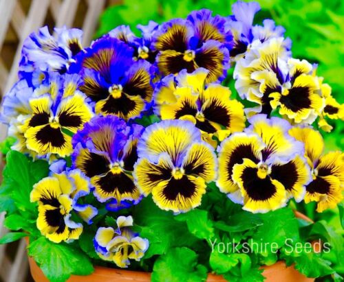 Pansy Winter Frizzle Sizzle F1 Yellow Blue - 30x seeds - Flower