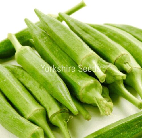 Organic Okra Clemson Spineless - 80x Seeds - Vegetable
