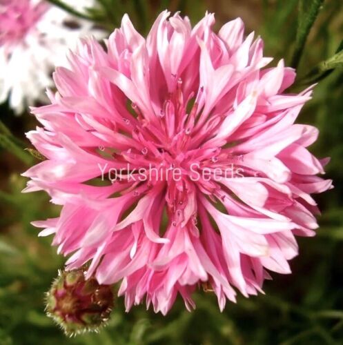 100x Double Pink Cornflower Centaurea Cyanus Border Flower Seeds - Flower