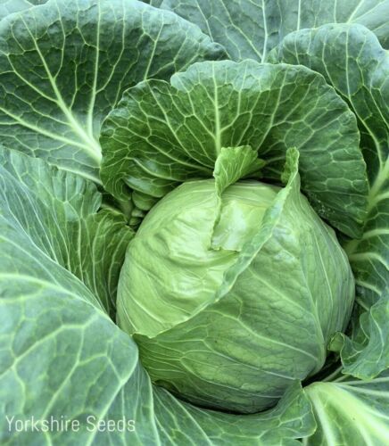 30x Cabbage Kilazol F1 Club Root Resistant Seeds - Vegetable