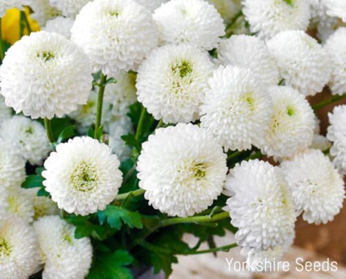 Snowball Chrysanthemum Daisy Flowers - 110x Seeds - Hardy Perennial -  Flowers