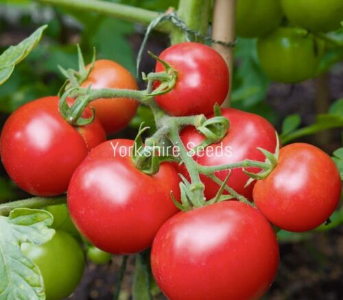 Tomato Moneymaker - 20x Seeds - Outdoor Variety - Vegetable