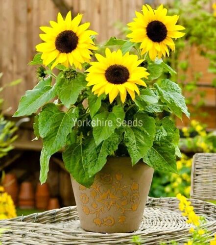 Pygmy Sunflower Dwarf 20 Inch Tall Seeds - 30x Seeds - Flower