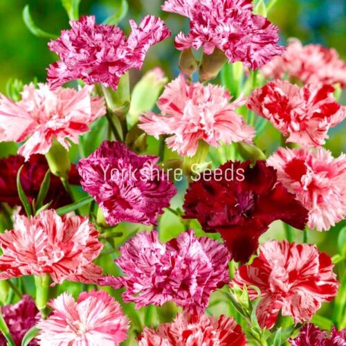 300x Carnation Chabaud Picotee Fantasy Mixed Seeds - Flower
