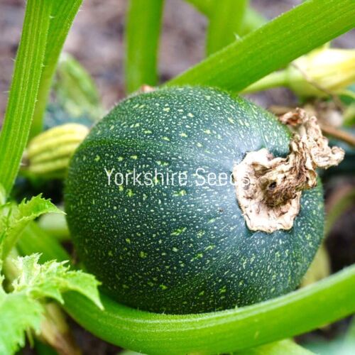 12x Courgette Eight Ball F1 Seeds - Vegetable