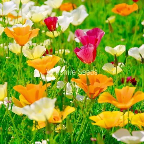 2200x California Poppy Mix Californica Annual Seeds - Flower