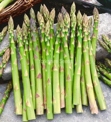 Asparagus Mary Washington - 50x seeds - Vegetable