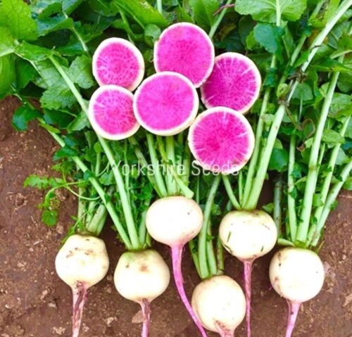 Radish Watermelon Red Meat - 50x Seeds - Winter Vegetable