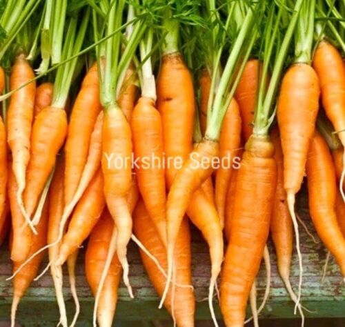 3700x Organic Carrot Autumn King 2 Seeds - Vegetable