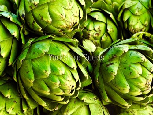 Artichoke Gros Vert De Laon - 10x Seeds - Vegetable