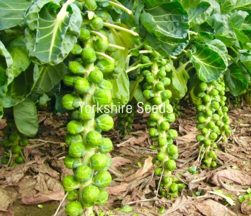 Brussels Sprout Early Half Tall - 300x Seeds - Vegetable