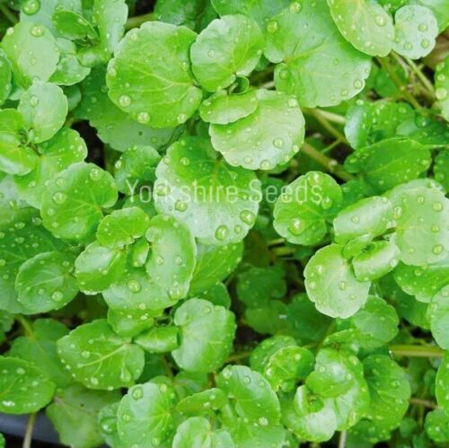 Salad - Watercress - 700 Seeds - Finest Seeds
