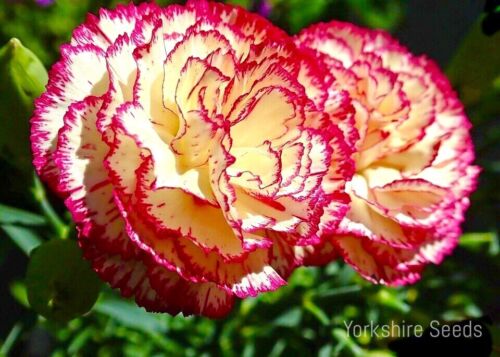Carnation Double Striped 360x Seeds - Flower