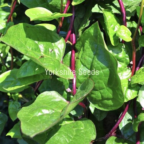 Malabar Spinach Red Ceylon Spinach - 40x seeds - Vegetable