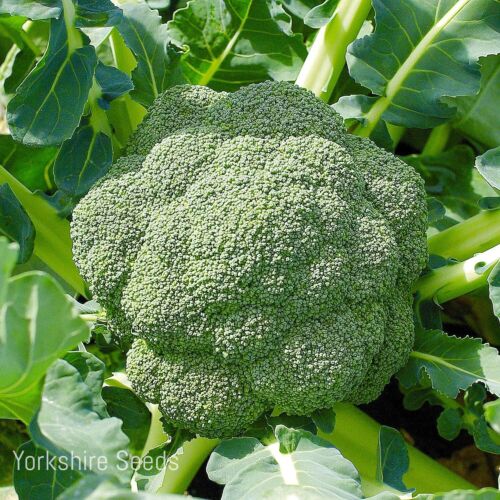 Broccoli Calabrese Stromboli F1 - 100x Seeds - Vegetable
