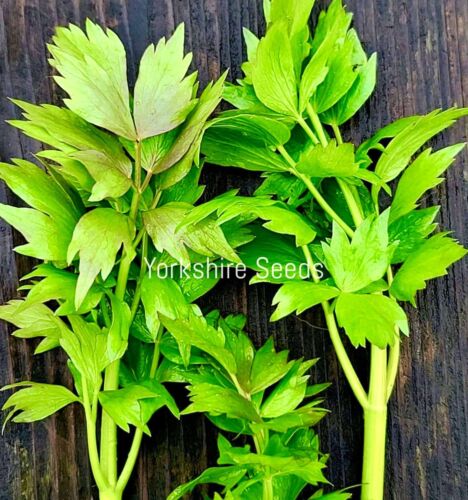 Lovage - Levisticum Officinale - 60x Seeds - Herb