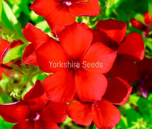 200x Red Phlox Scarlet Twinkle Beauty Annual Seeds - Flower