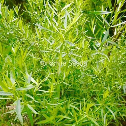 3000x Tarragon Russian Artemisia Dracunculus Herb Seeds
