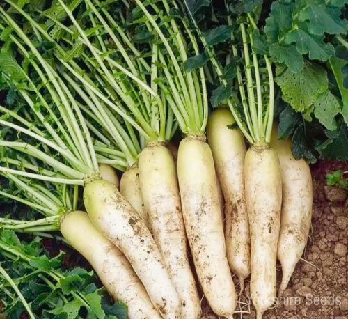 Radish Mooli Minowase 1500x Seeds - Vegetable