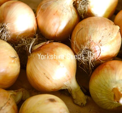 Onion Sturon 350x Seeds - Vegetable
