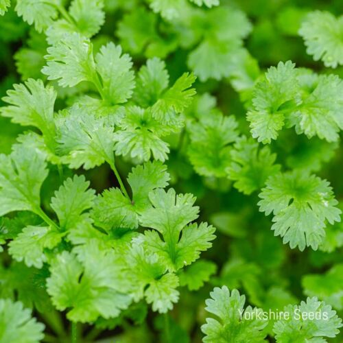 700 Coriander/Cilantro Seeds - Free Delivery - Finest Herb Seeds