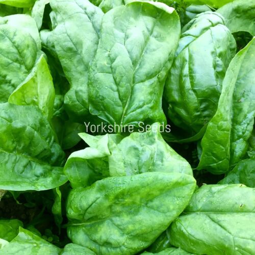 Giant Winter Spinach Seeds 300x - Hardy - Spinach - Vegetable