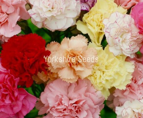 Mixed Carnation Scented Chabaud - 100x Seeds - Flowers