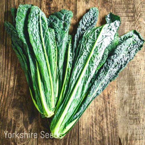 Black Tuscan Kale Winter Hardy - 100x Seeds - Vegetable