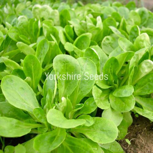 800x Organic Corn Salad Lambs Lettuce Seeds - Vegetable