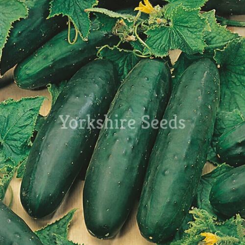Vegetable - Cucumber - Marketmore - 30 Seeds - Vegetable Seeds