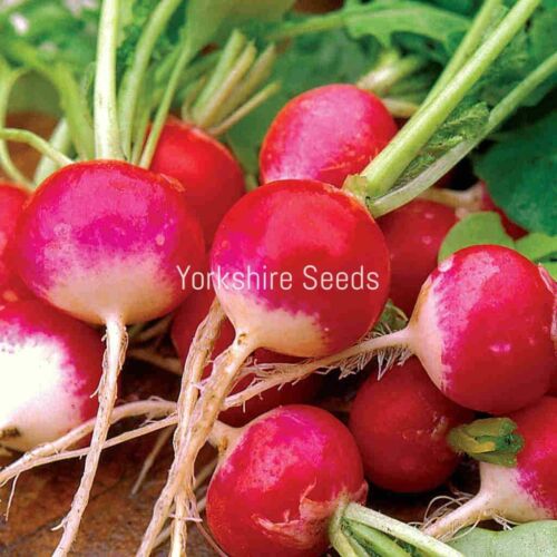 1000x Radish Globe Sparkler Seeds - Vegetable