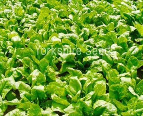 Spinach Medania  1100x seeds - Vegetable