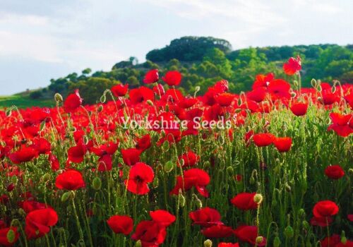 Red Poppy Corn Poppy  7000 Seeds Papaver Flanders- Free Delivery