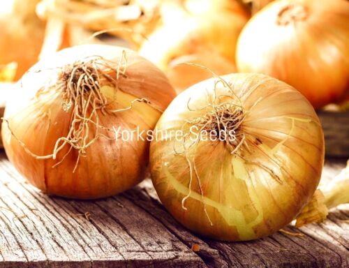 100x Sweet Onion Walla Walla French Seeds - Vegetable
