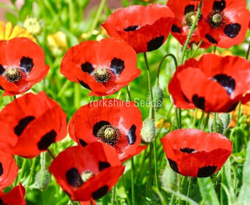 3500x Poppy Ladybird Seeds - Papaver Lady Bird - Awarded Poppy
