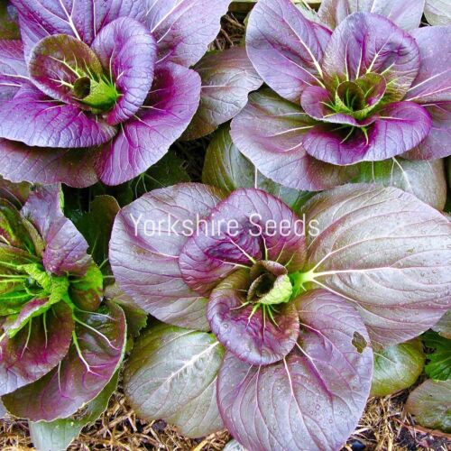 150x Cabbage Pak Choi Red Choi F1  Seeds - Vegetable