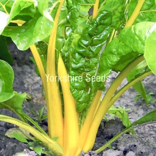 210x Swiss Chard Canary Yellow Seeds - Vegetable