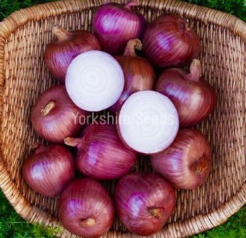 350x Onion Red Baron Seeds - Vegetable
