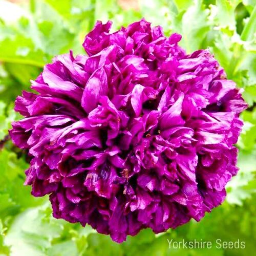 600x Poppy Double Violet Blush - Papaver Annual - Flower