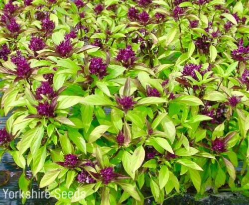 1300x Basil Thai Siam Queen Seeds - Ocimum Basillicum - Herb