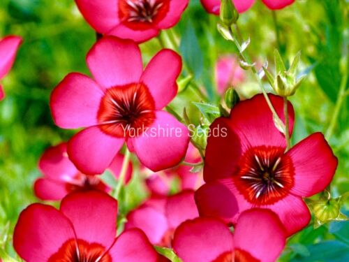 Linum Grandiflorum Rubrum Scarlet Flax 300x seeds - Flower