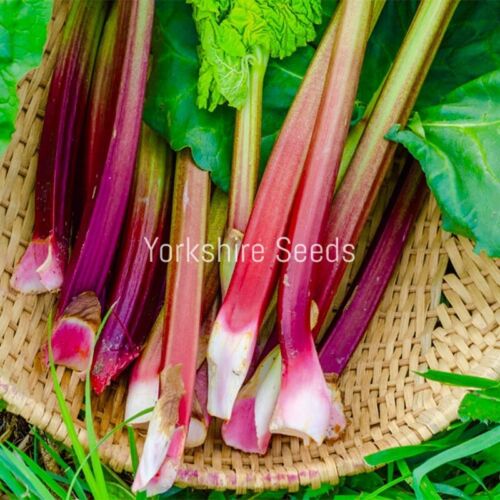 Rhubarb Victoria - 70x Seeds - Vegetable