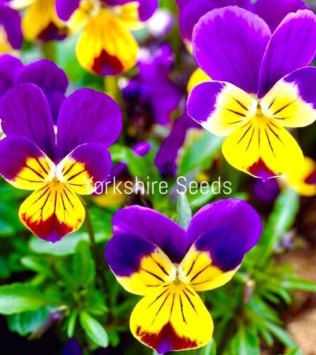 100x Tri Colour Johnny Viola Wild Violet Bedding Perennial Seeds - Flower