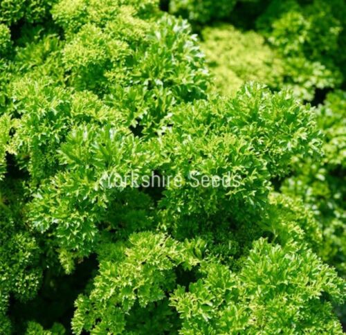 Italian Parsley Triple Moss Curled - 700x Seeds - Herb