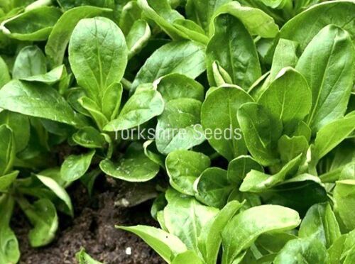 1400x Corn Salad Lambs Lettuce Seeds - Vegetable