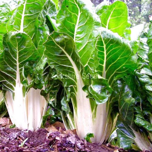 Swiss Chard Fordhook Giant  - 120x seeds - Vegetable