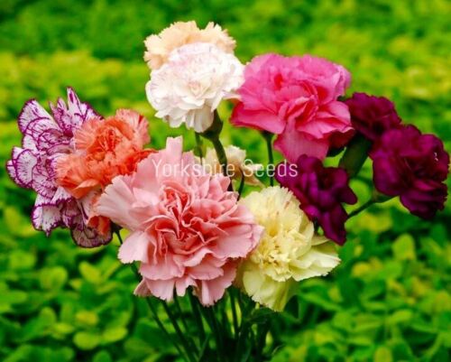 Carnation Chabaud Mixed 400x Seeds - Flower