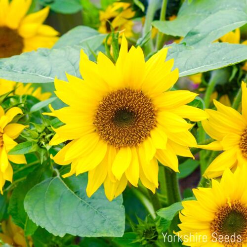 Mini Dwarf Sunflower Seeds To Grow in Pots & Gardens - 50x Seeds - Flowers