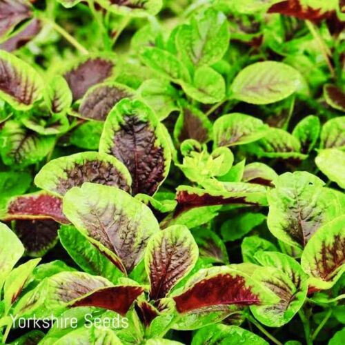 Amaranth Caribbean Callaloo Tri Colour Leaf For Growing - 200x Seeds - Herb